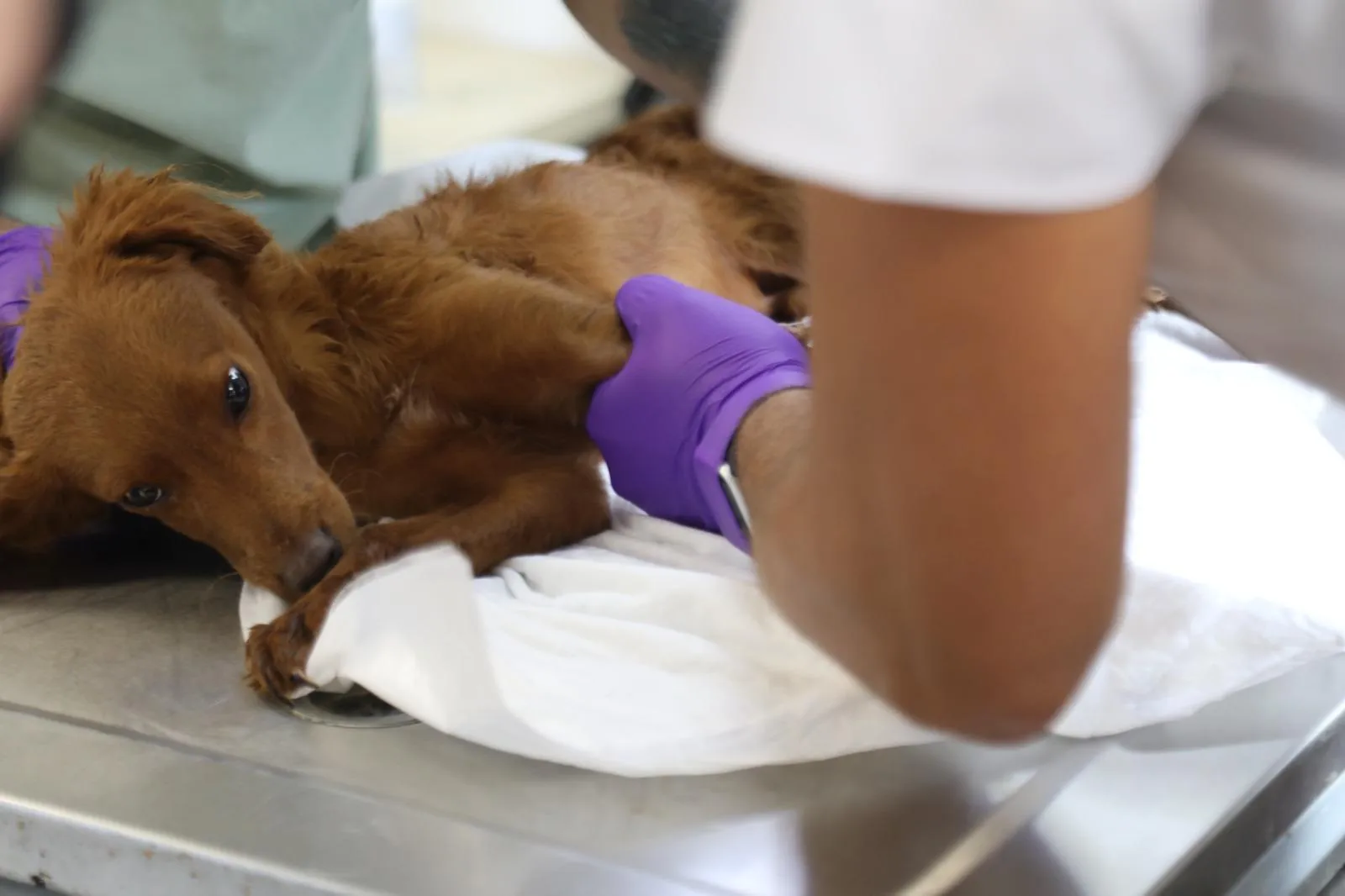 BayraklÄ±âdaki Hayvan BakÄ±mevinde KapsamlÄ± Yenileme (3)-1774860101745.webp